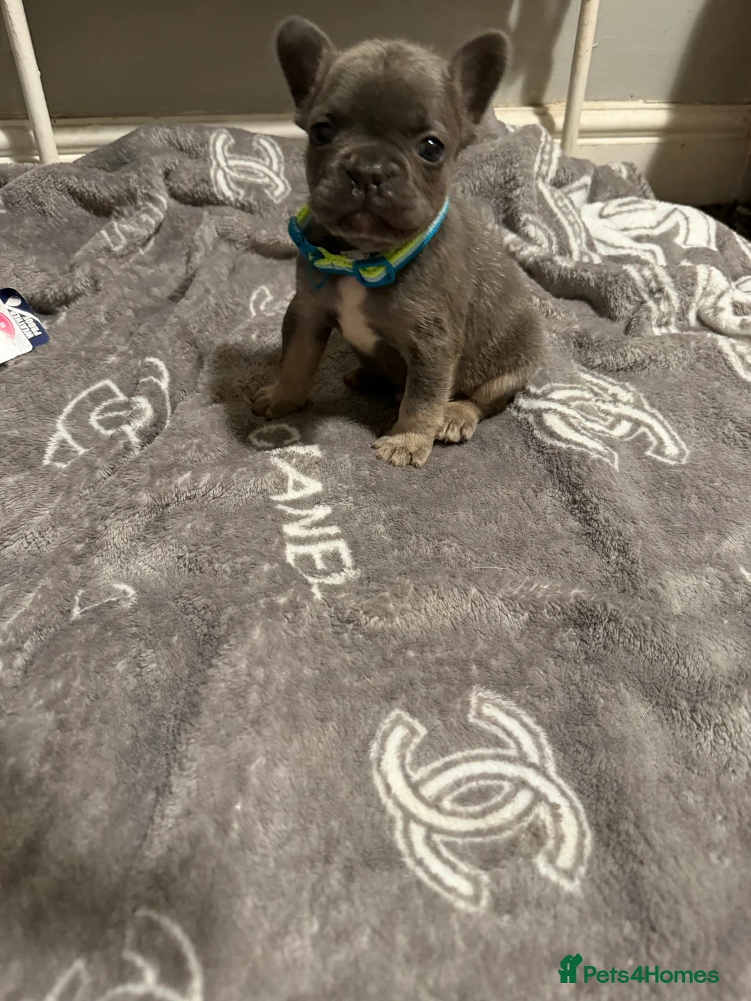 French Bulldog dogs for sale: French bulldogs  - Advert 13