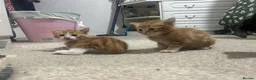 Domestic Shorthair cats for sale: Four beautiful kittens 9 weeks, READY TO GO! - Advert 16