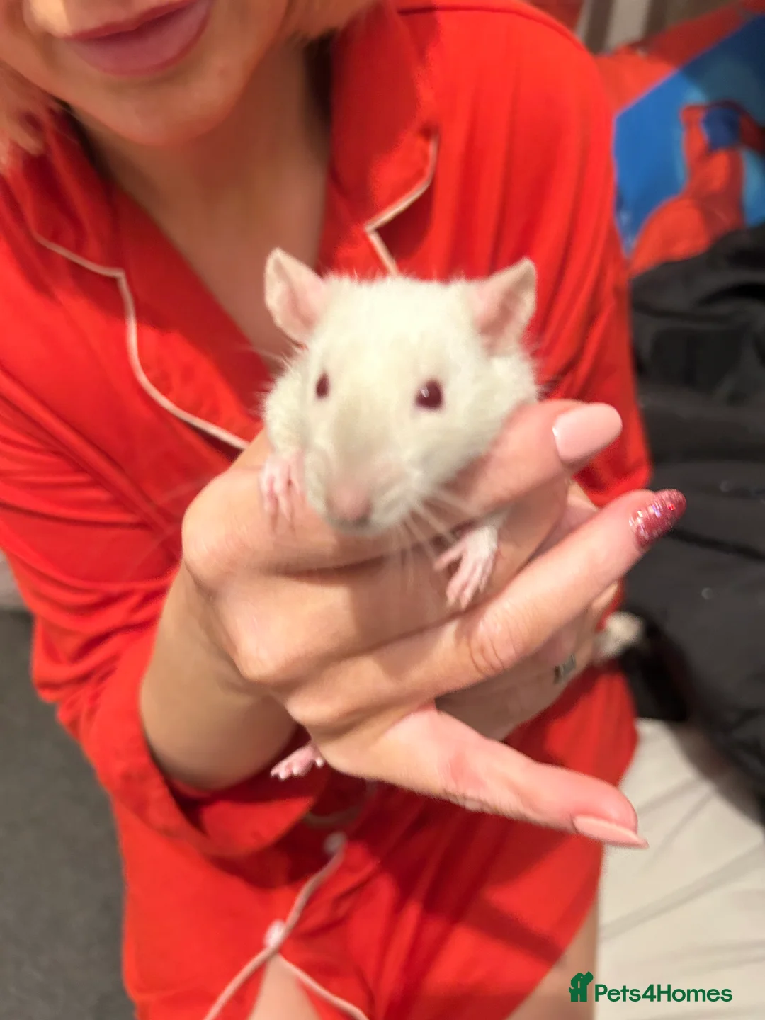 Rat rodents for sale: 2 male rats left looking for new homes  - Advert 4