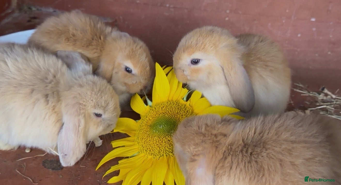 Mini Lop rabbits x3 Mini lop bunnies  - Advert 2
