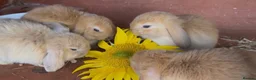 Mini Lop rabbits for sale: x3 Mini lop bunnies  - Advert 1