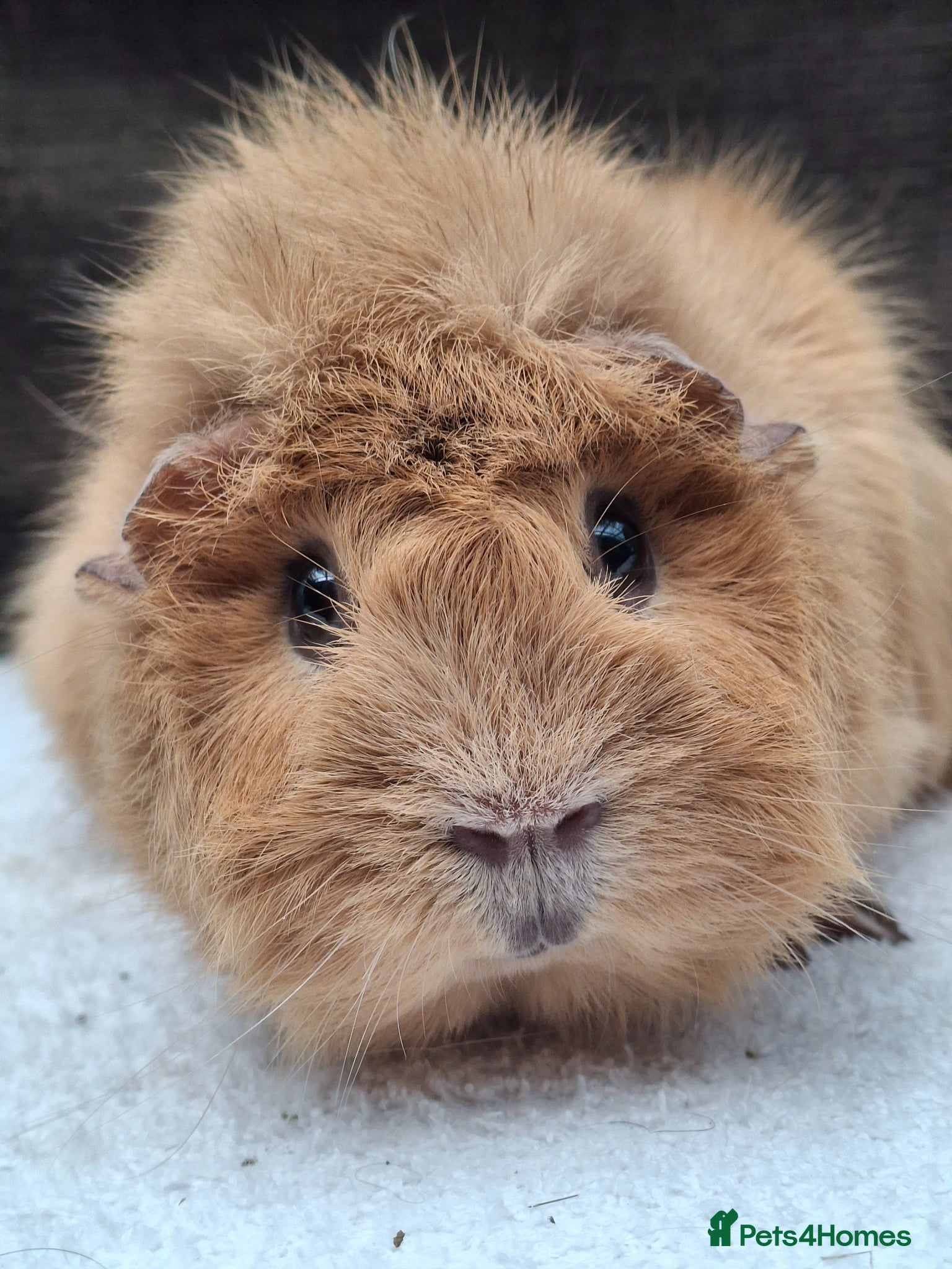 Guinea Pig rodents Adult Female Guineapig  - Advert 1