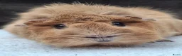 Guinea Pig rodents for sale: Adult Female Guineapig  - Advert 1