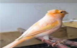 Canaries birds for sale: Young 2025 canaries  - Image 5