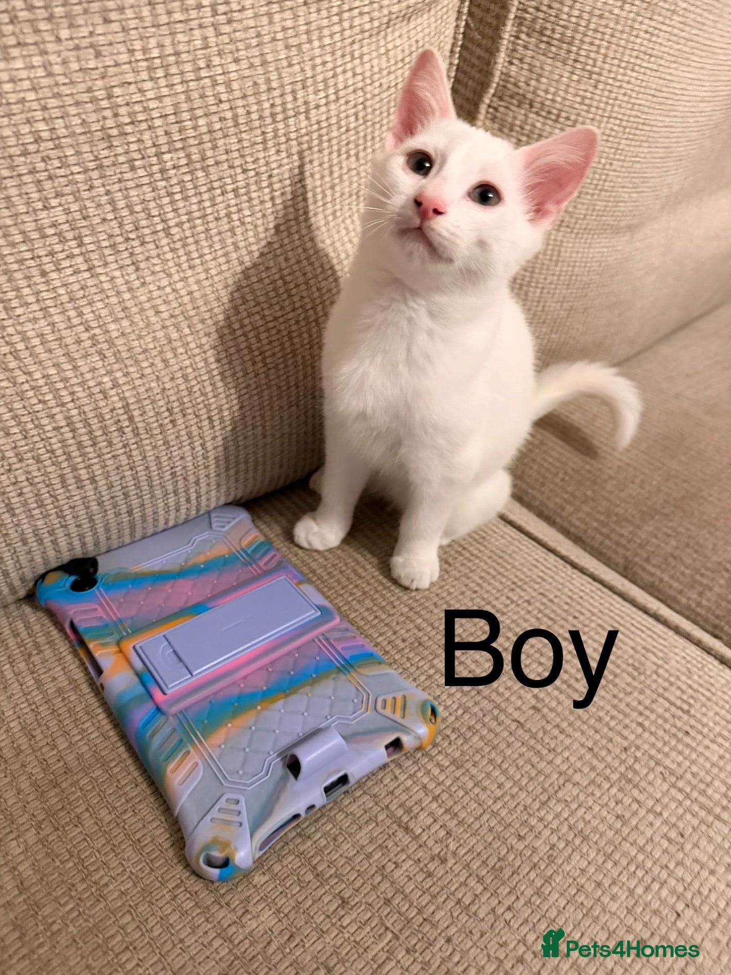 Mixed Breed cats 1X boy white  Ragdol x kittens ready now £150 each - Advert 13