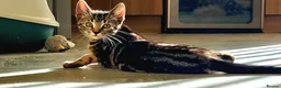 Bengal cats for sale: Kittens  - Advert 8