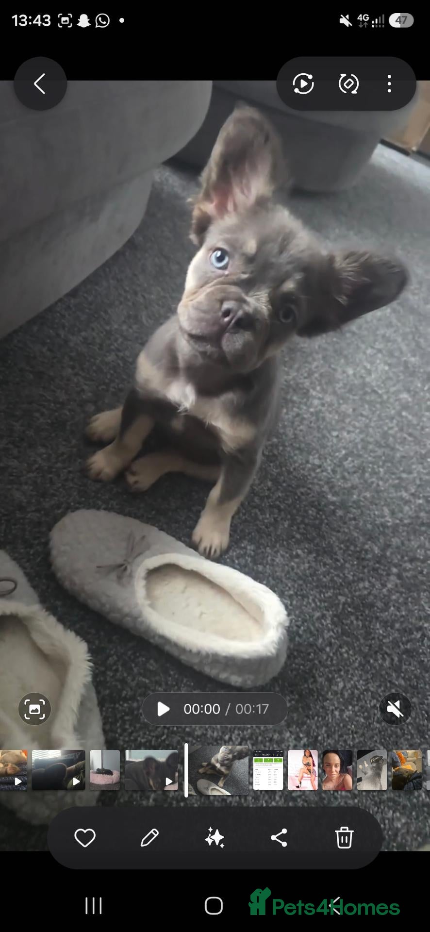 French Bulldog dogs Kc registered fluffy French Bulldog dog  - Advert 1