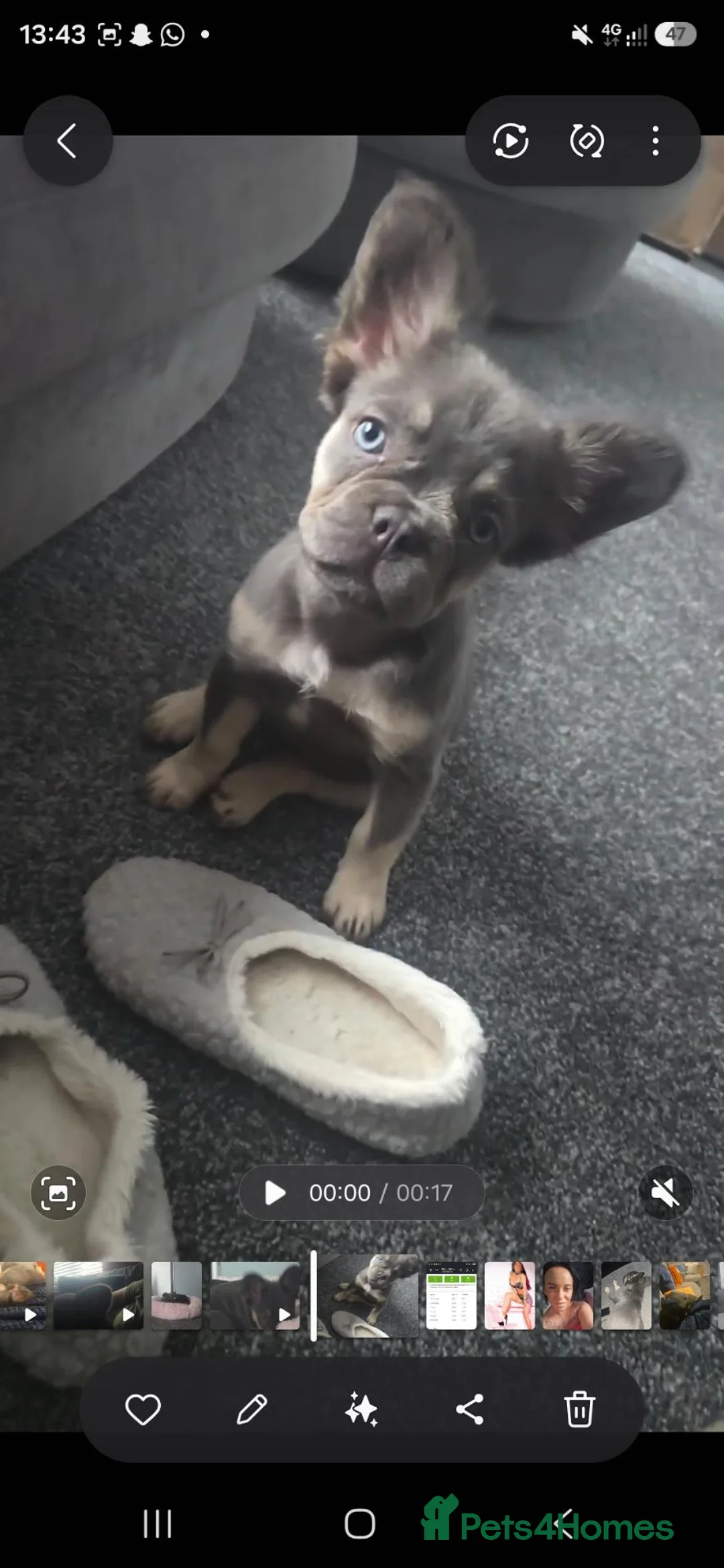 French Bulldog dogs for sale: Kc registered fluffy French Bulldog dog  in Bolton - Advert 1