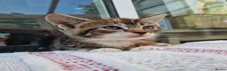 Mixed Breed cats for sale: Khao Manee mix kittens for sale  - Advert 17