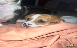 Mixed Breed dogs for sale: 2 Beautiful chihuahua boys needing a loving home  - Advert 10