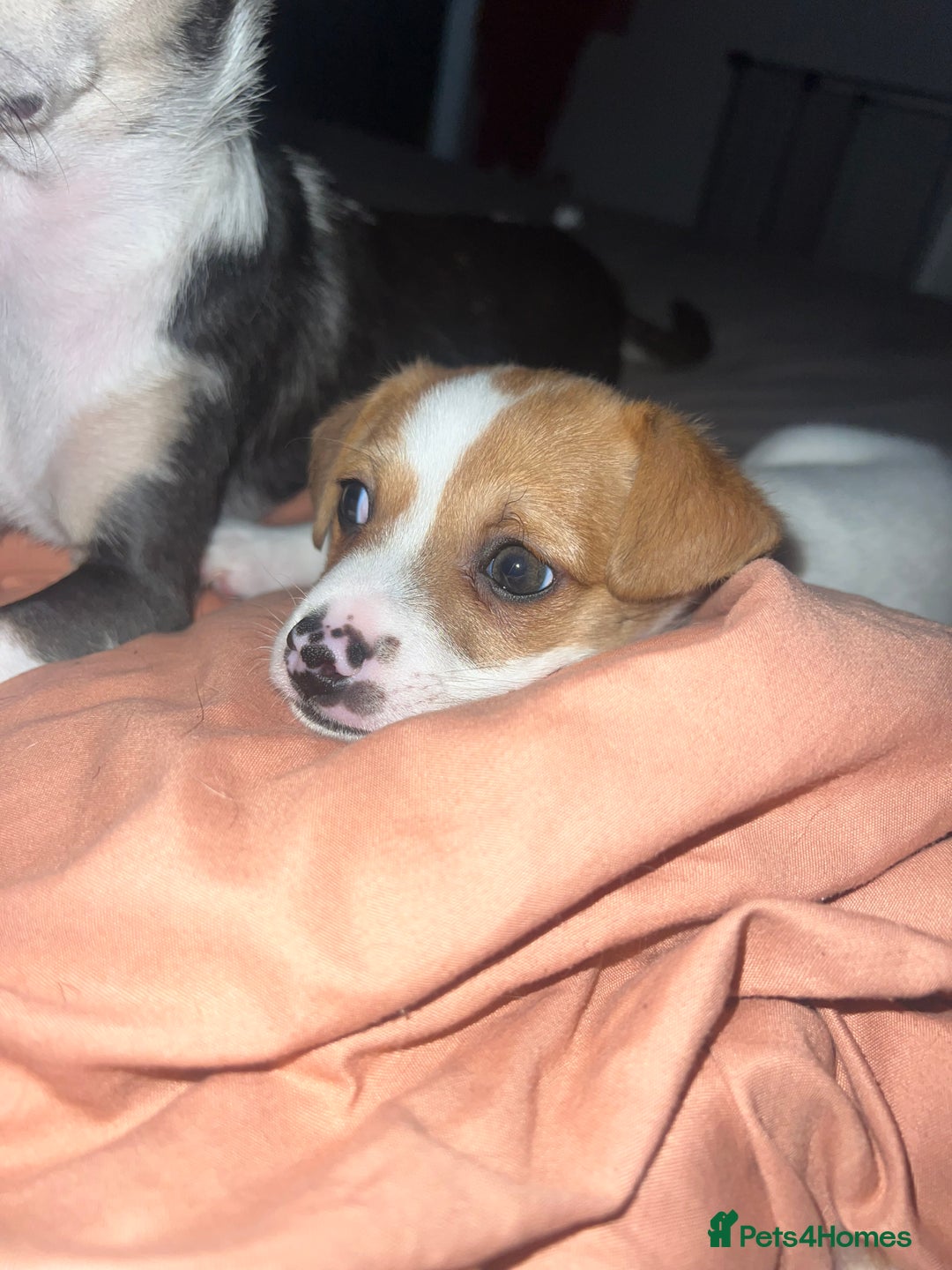 Mixed Breed dogs for sale: 2 Beautiful chihuahua boys needing a loving home  - Advert 10