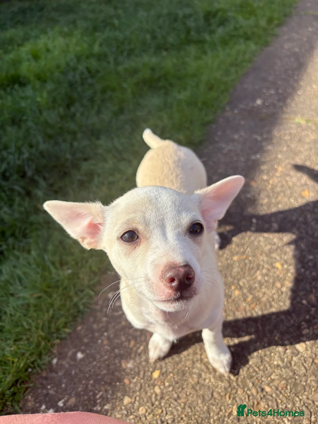 Chihuahua dogs for sale: Chihuahua puppies for sale - Advert 2