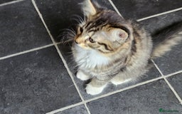Mixed Breed cats for sale: Three kittens are looking a new home - Image 2