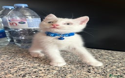 Mixed Breed cats for sale: White Gray and Ragdoll Kittens - Image 12