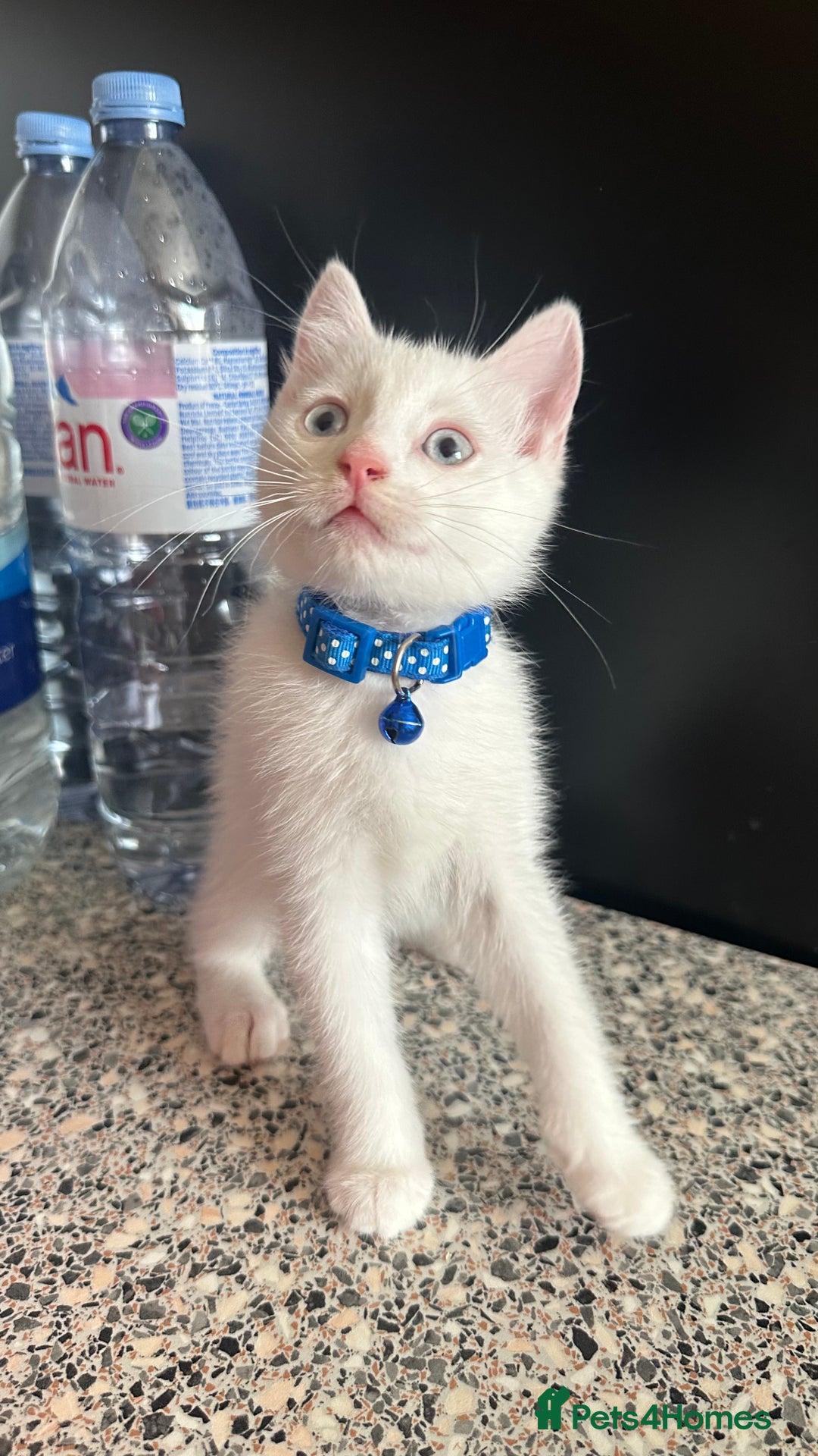 Mixed Breed cats for sale: White Gray and Ragdoll Kittens - Image 12