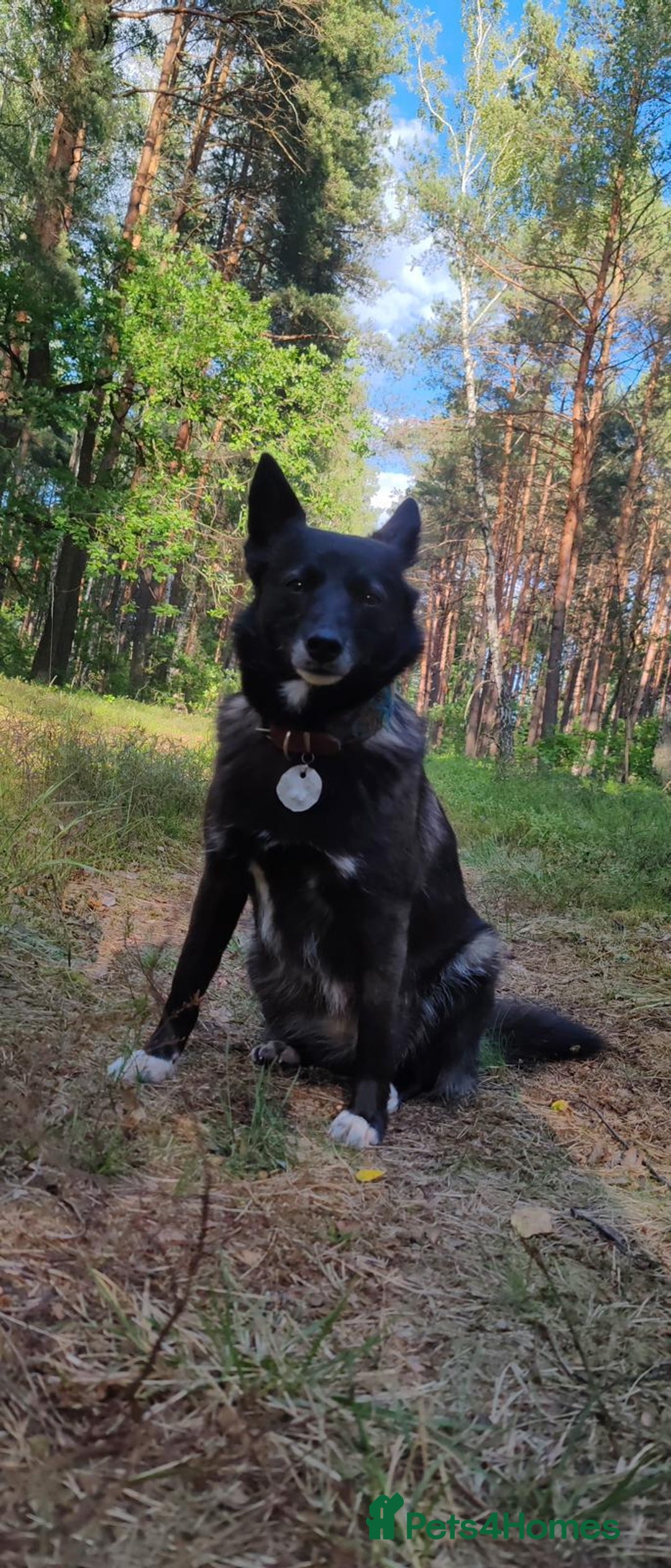 German Shepherd dogs for adoption: WENDY – German Shepherd–Type (Female) - Advert 1