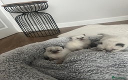 Ragdoll cats for sale: Snowy kitty for sale  - Image 4