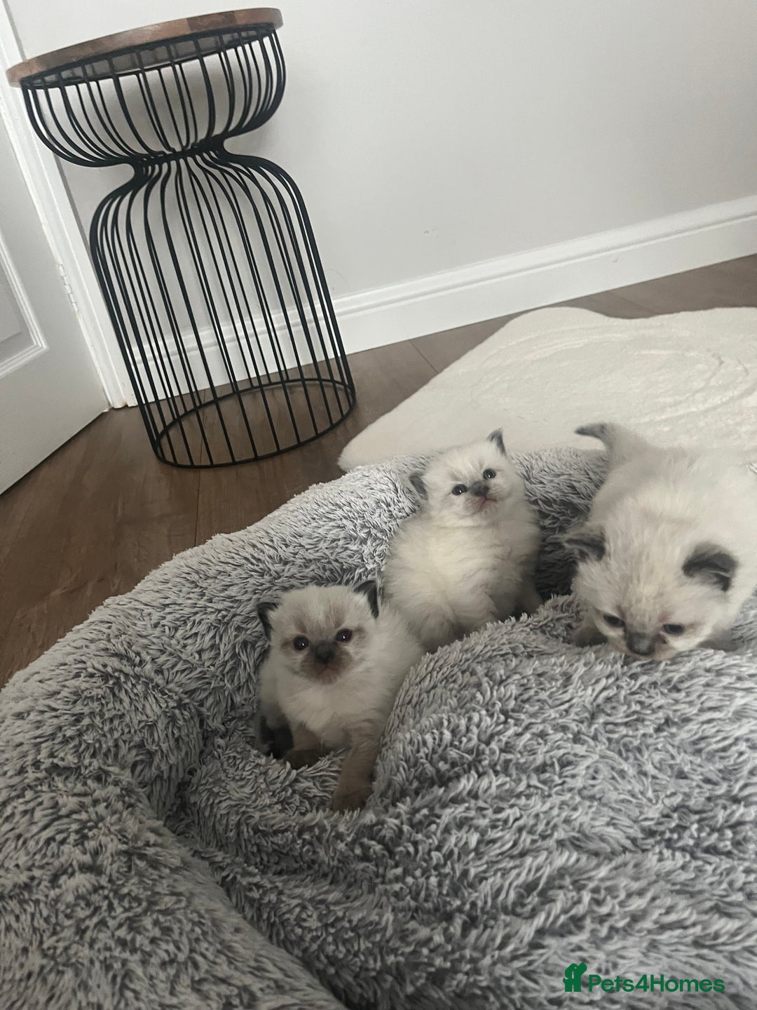 Ragdoll cats for sale: Snowy kitty for sale  - Image 4