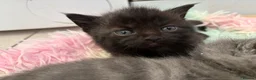 Scottish Fold cats for sale: 3 Scottish Fold Kittens 8 JUNE - Advert 17