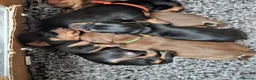 Miniature Dachshund dogs for sale: Miniature Daschund puppies 5 male - Advert 3