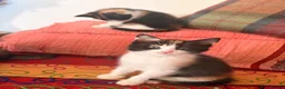 Mixed Breed cats for sale: GORGEOUS MAINE COON X PERSIAN KITTENS  - Advert 14