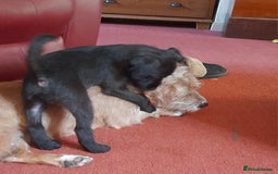 Patterdale Terrier dogs for sale: Beautiful female Patterdale puppy ready now - Image 8