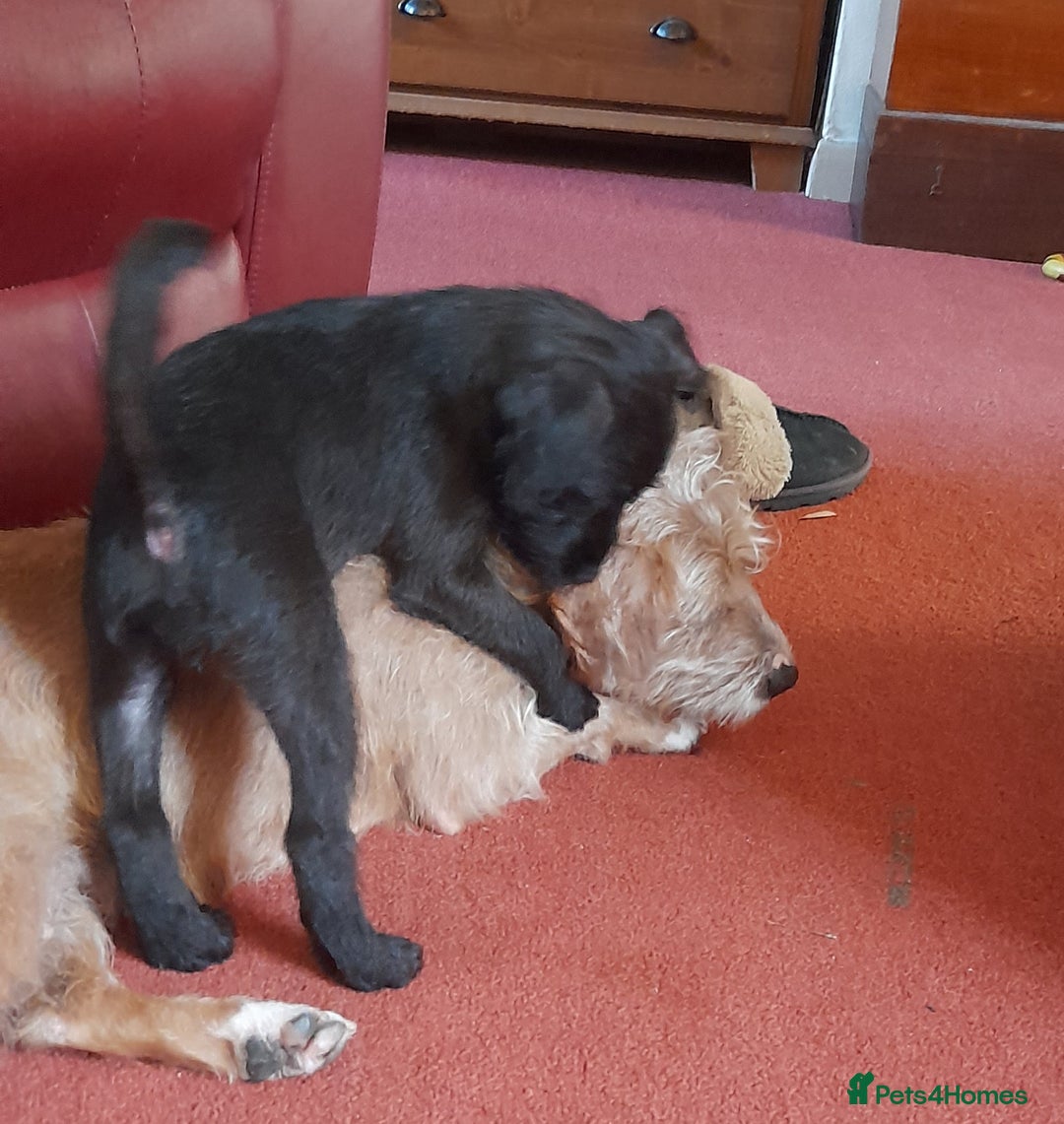 Patterdale Terrier dogs for sale: Beautiful female Patterdale puppy ready now - Image 8