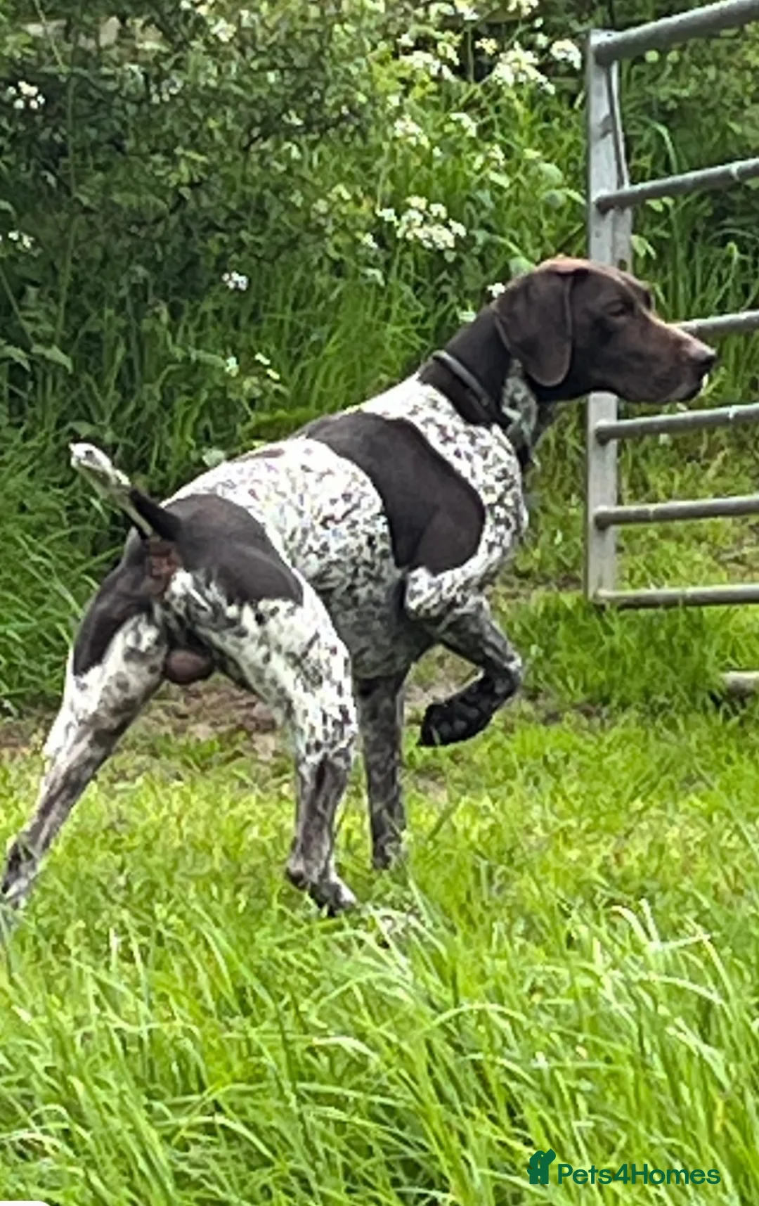 German Shorthaired Pointer dogs for sale: KC GSP puppies 1 bitch 2 dogs available - Advert 6