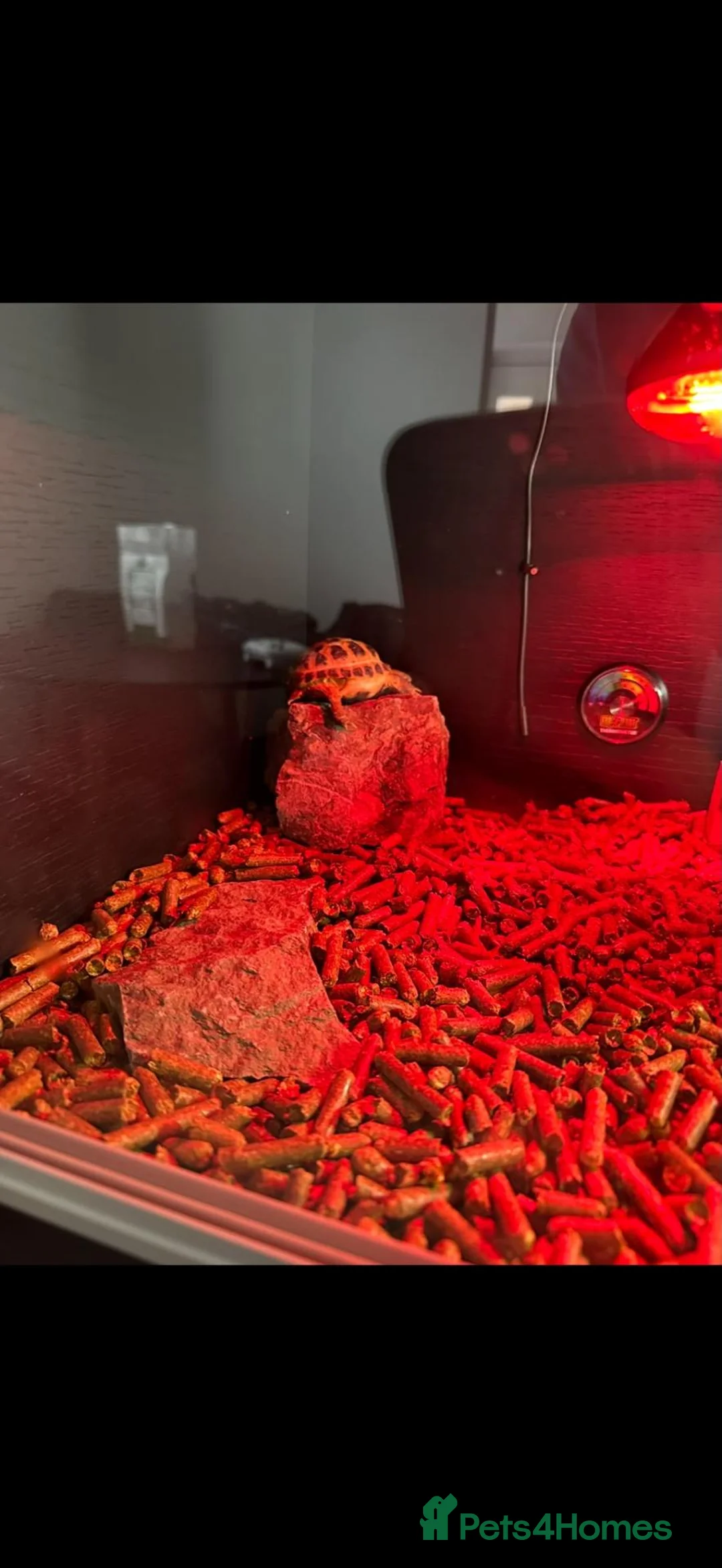 Tortoise reptiles for sale: Horsefield tortoise  in Warrington - Advert 2