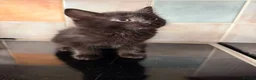 Mixed Breed cats for sale: Ready for her new home Last girl left in Bracknell - Advert 6