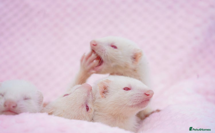 Ferret rodents - Advert 14