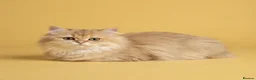 British Longhair cats for sale: TICA registered BLH & BSH Kittens - Advert 3
