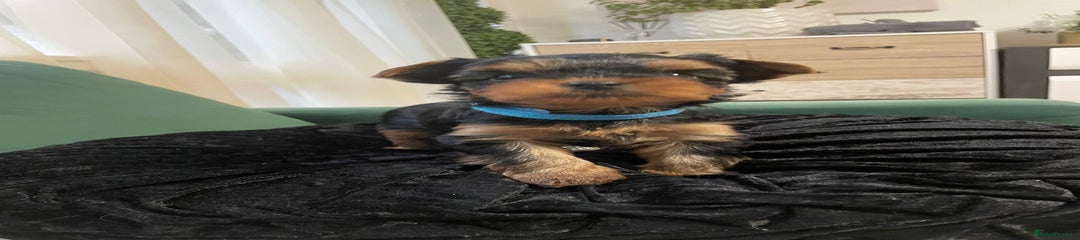 Yorkshire Terrier Puppy Male 2 (Light blue collar)