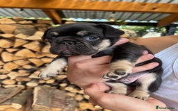 French Bulldog dogs for sale: 🐾 4 Beautiful French Bulldog Puppies 🐾 - Image 9