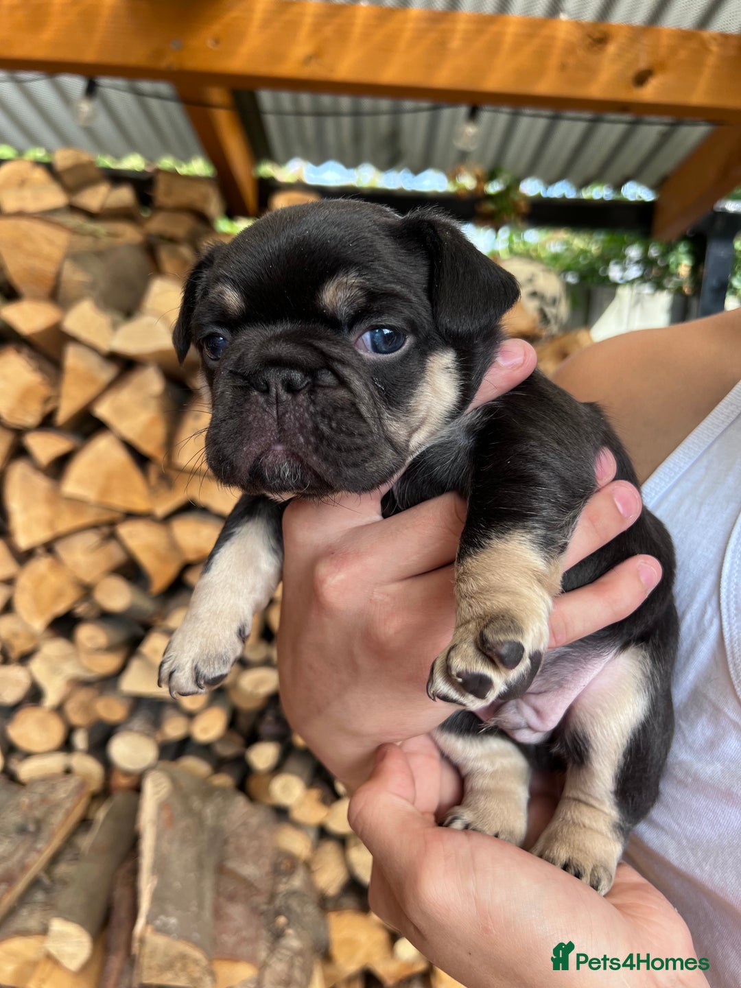 French Bulldog dogs for sale: 🐾 4 Beautiful French Bulldog Puppies 🐾 - Image 9