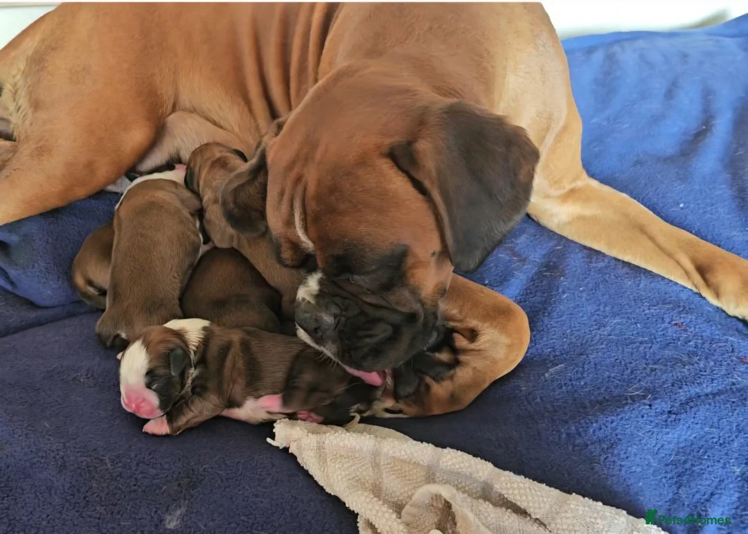 Boxer dogs for sale: Beautiful KC Registered Boxer Puppies - Advert 19