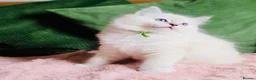 Ragdoll cats for sale: 💙 ACTIVE REGISTERED RAGDOL, DNA TESTED PARENTS 💙 - Advert 11