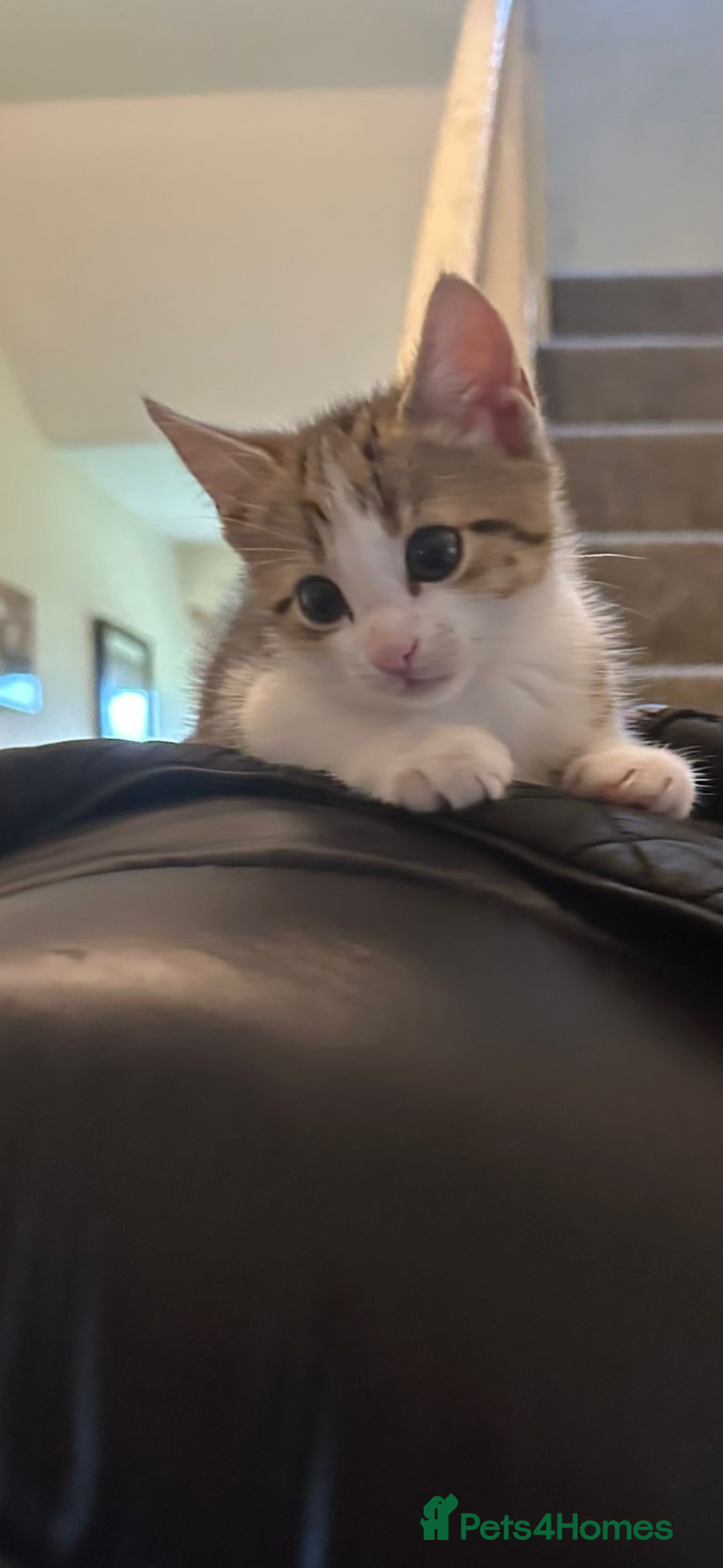 Domestic Shorthair cats for sale: 2 kittens - Image 4