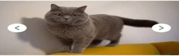 British Shorthair cats for sale: Pure Pedigree British Shorthair Kittens for Sale in Wirral - Advert 7