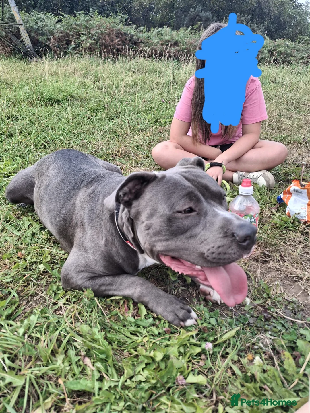 Mixed Breed dogs for sale: (Floyd) Blue with white socks staffy - Advert 2