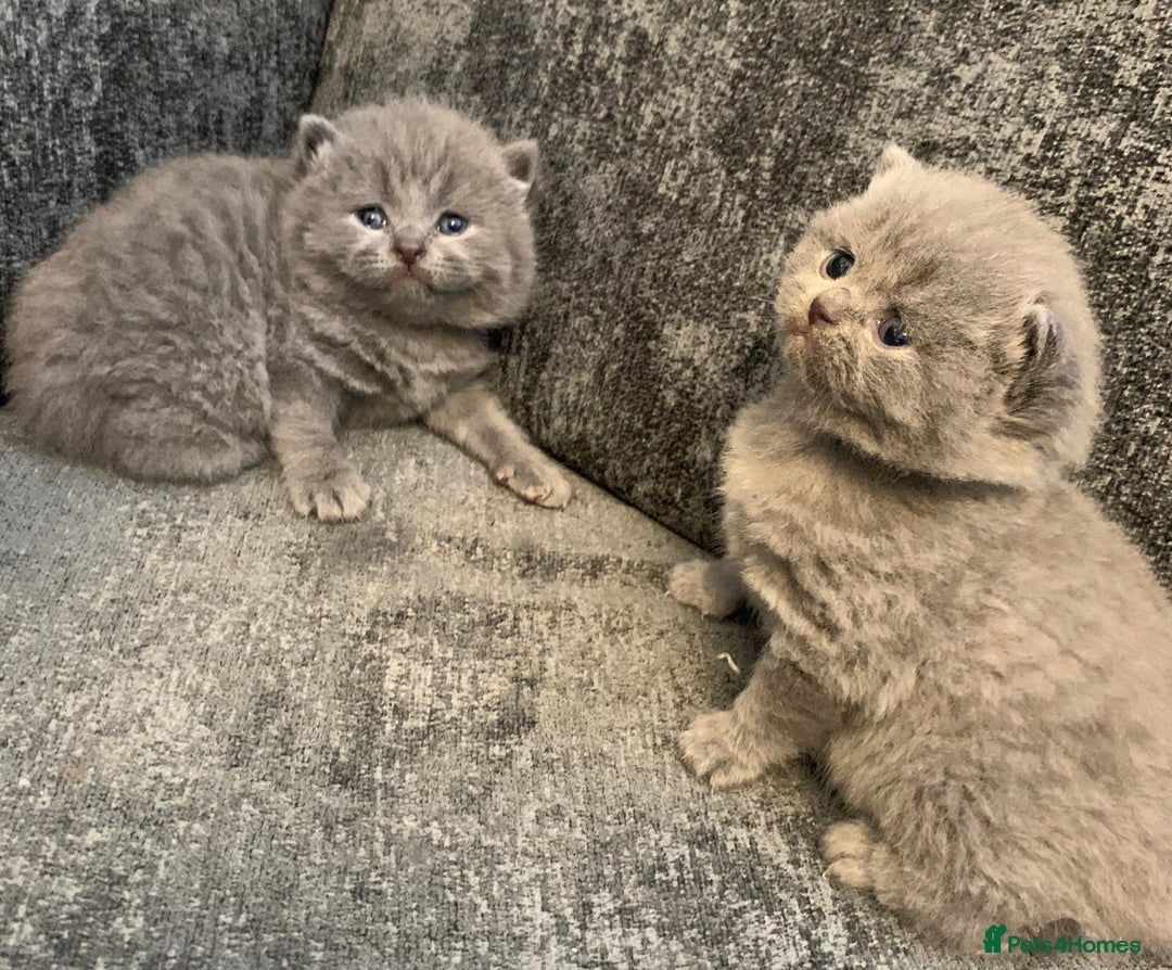 British Shorthair cats for sale: British blue shorthair kittens  - Image 5