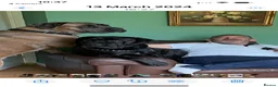 Cane Corso dogs for sale: Stunning Cane Corso Puppies - Advert 2