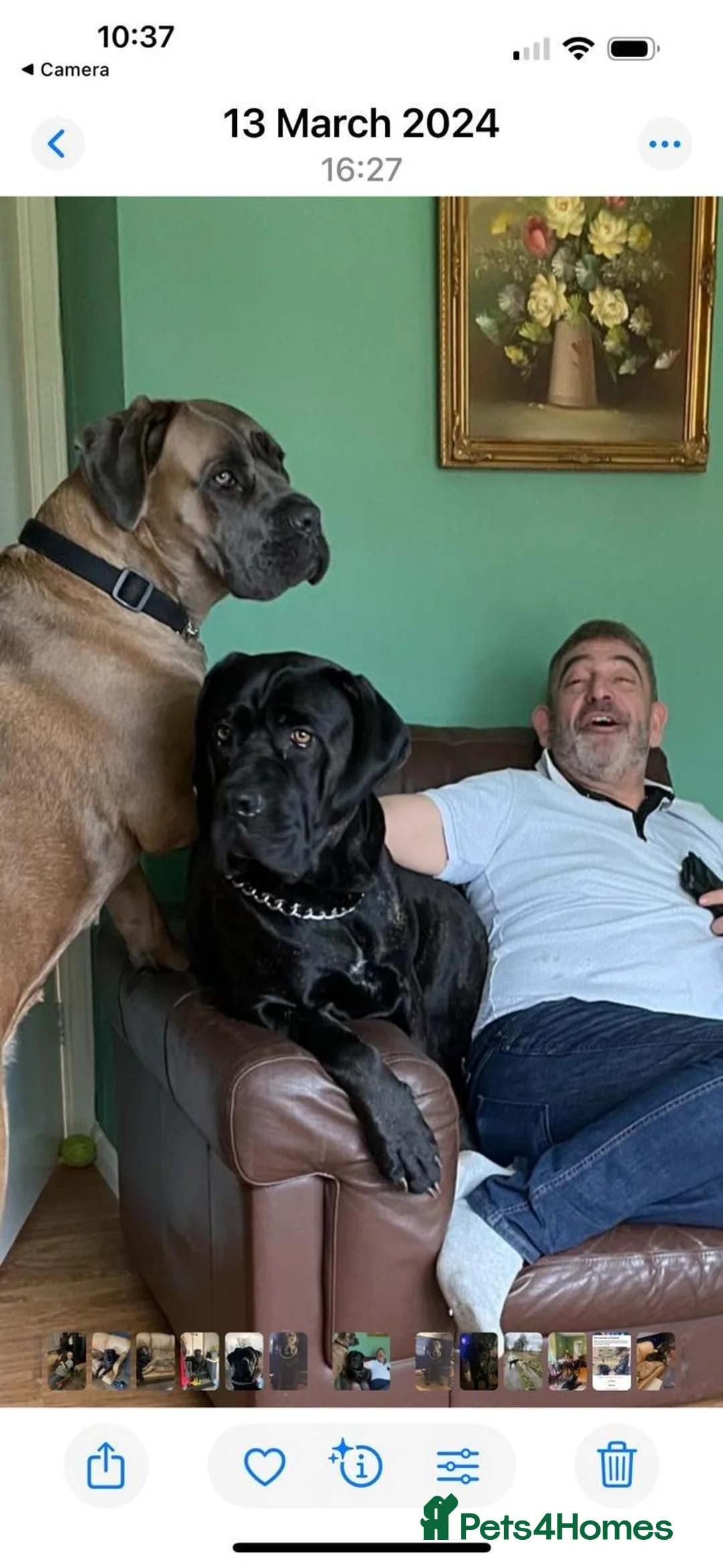 Cane Corso dogs for sale: Stunning Cane Corso Puppies - Advert 2