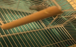 Parakeets birds for sale: Celestial parakeets  - Image 8