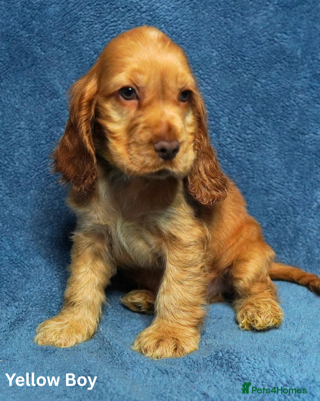 Cocker Spaniel dogs for sale: DNA Tested parents, Quality, Show Type puppies - Advert 8