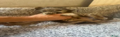 Yorkshire Terrier 1