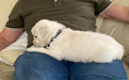 Golden Retriever dogs for sale: Fabulous golden retriever puppies  - Image 21