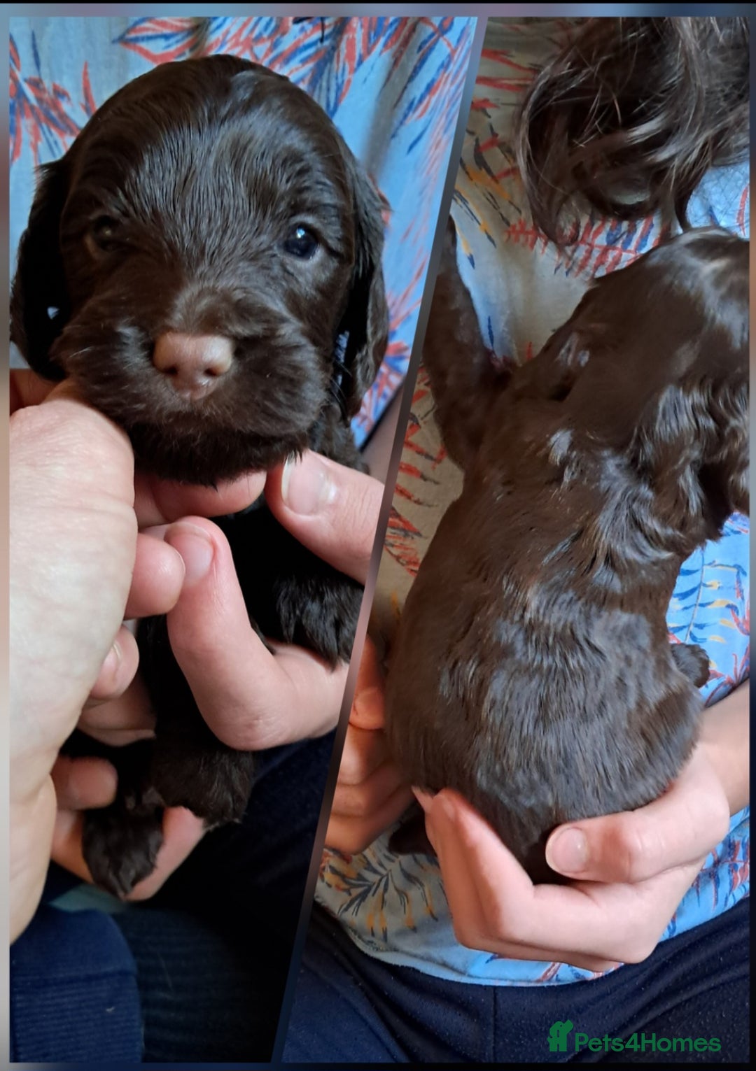 Cockapoo dogs for sale: Toy F1 Cockerpoo merle and chocolate puppies  - Advert 11