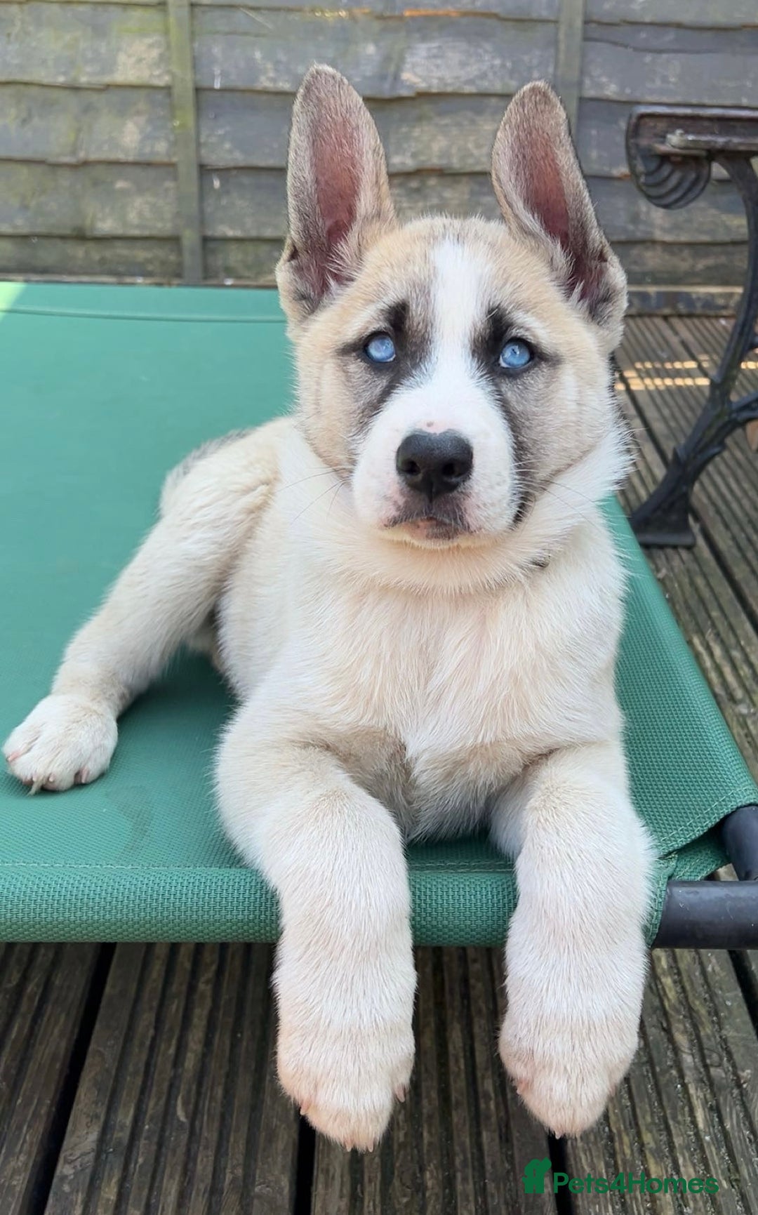 Huskita dogs for sale: Huskita (Husky x Akita) Pup - Image 5