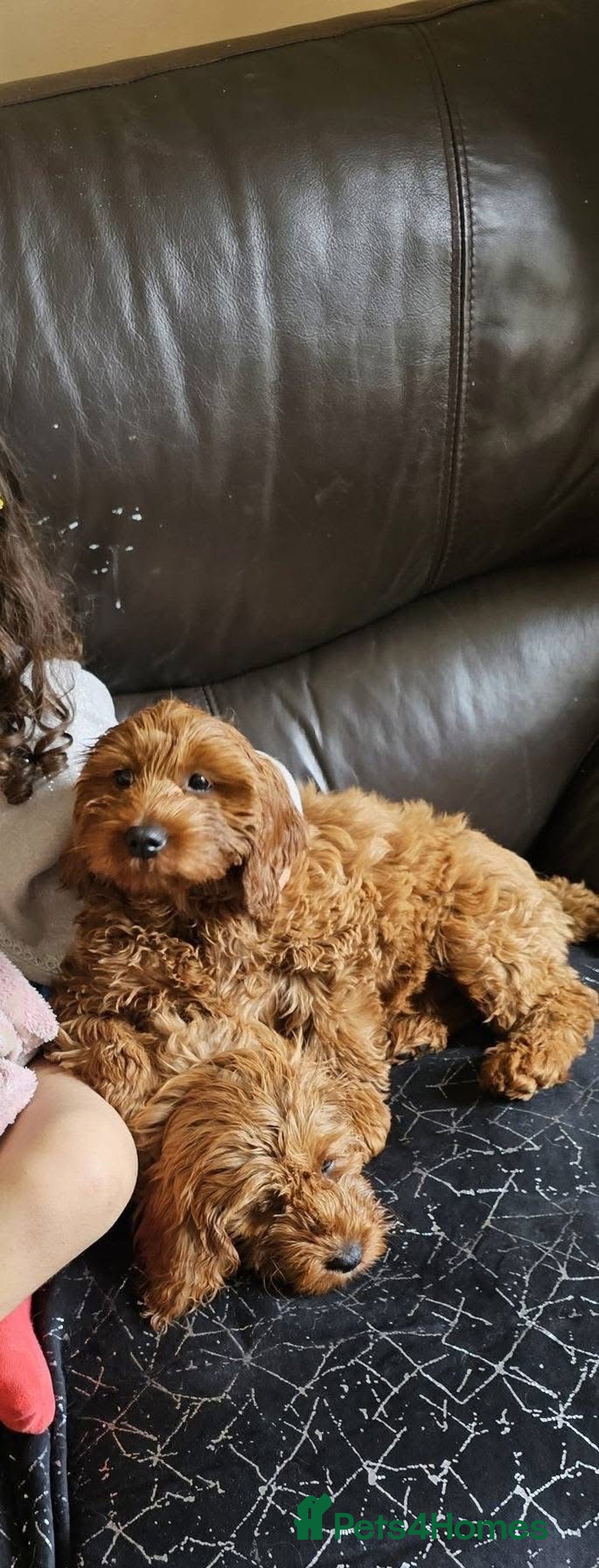 Cockapoo dogs for sale: Beautiful F1 Red Cockapoo Puppies - Image 5